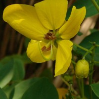 Senna surattensis (Burm.f.) H.S.Irwin & Barneby